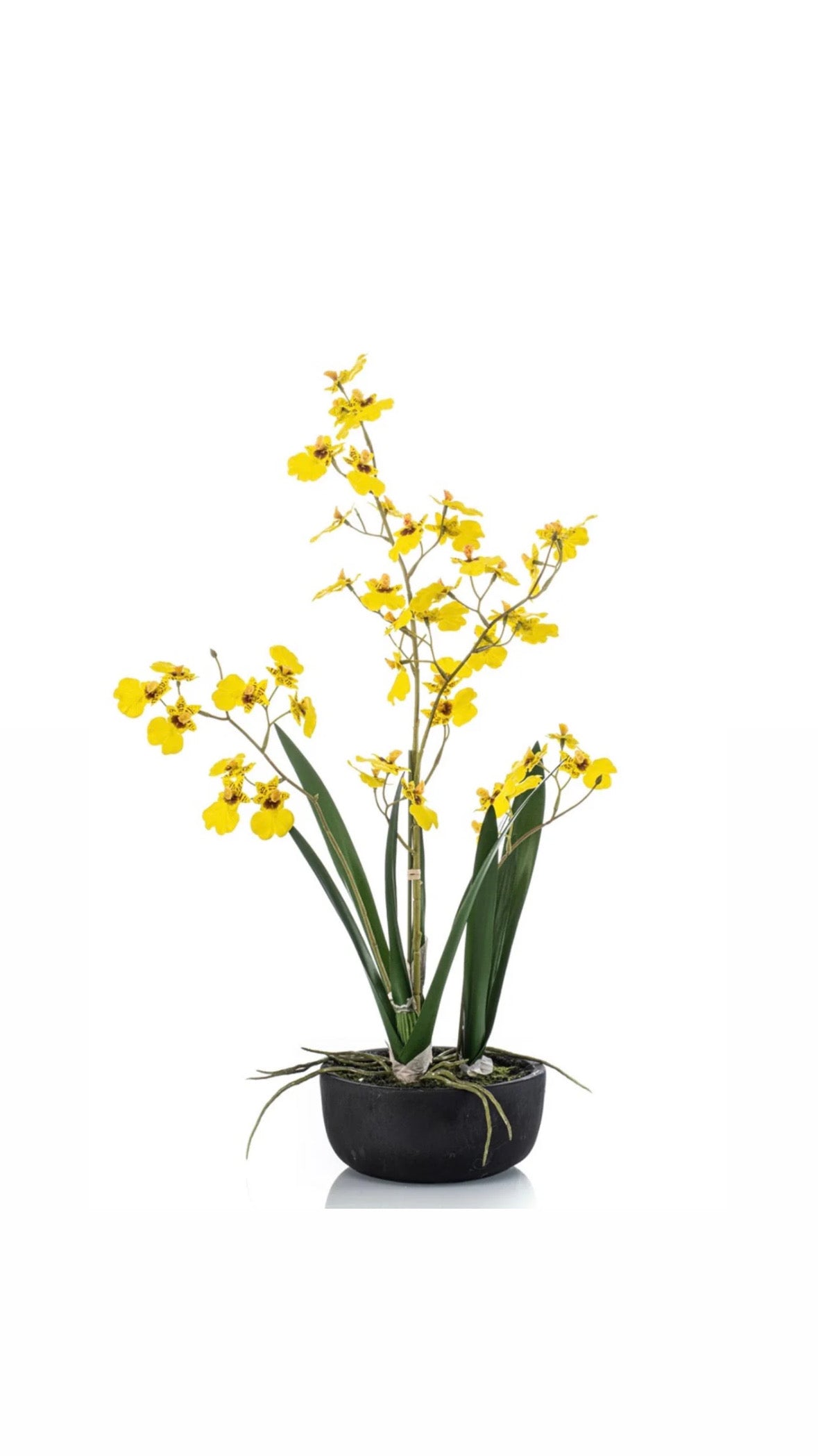 Orchidee plant