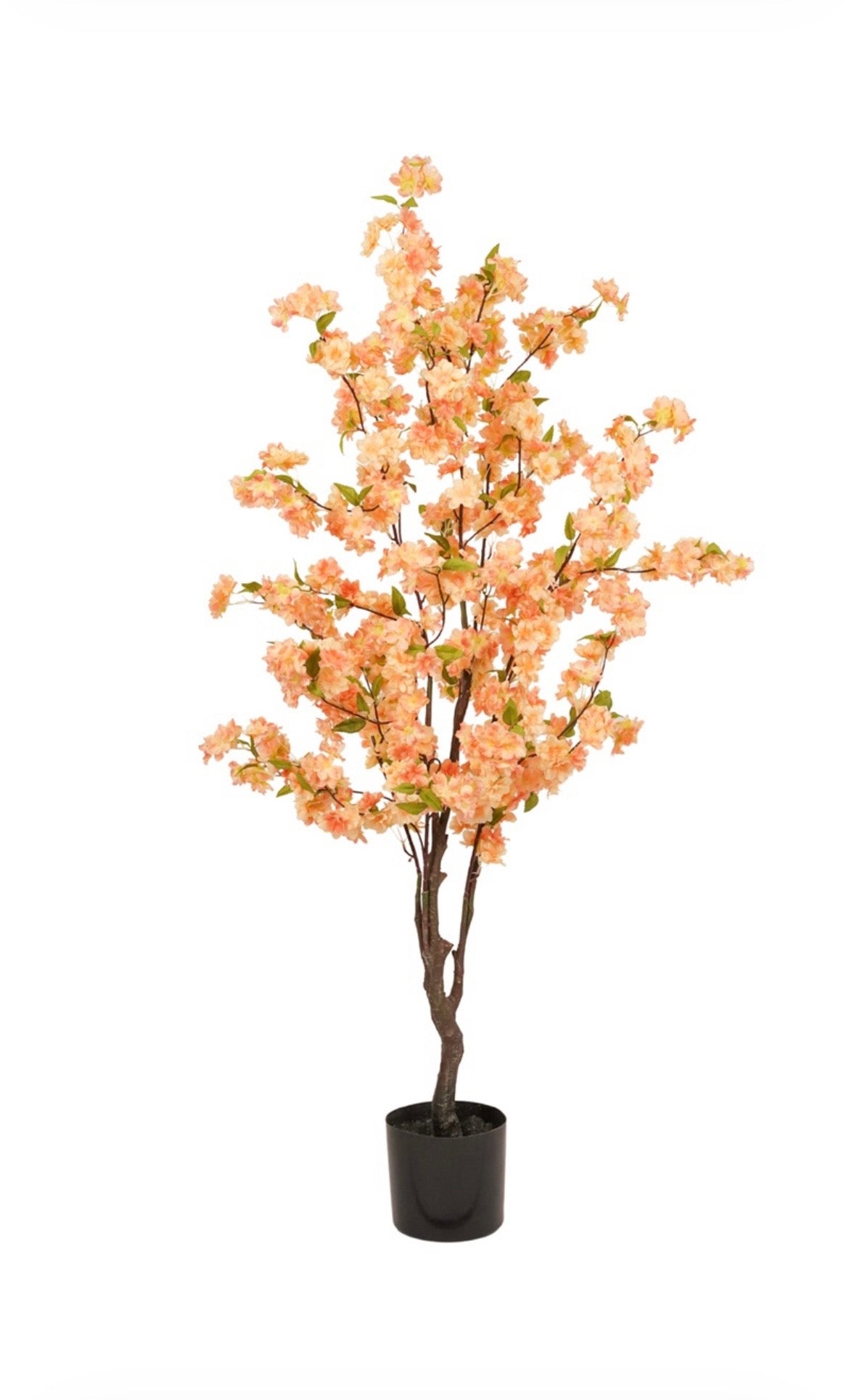 Bloesemboom