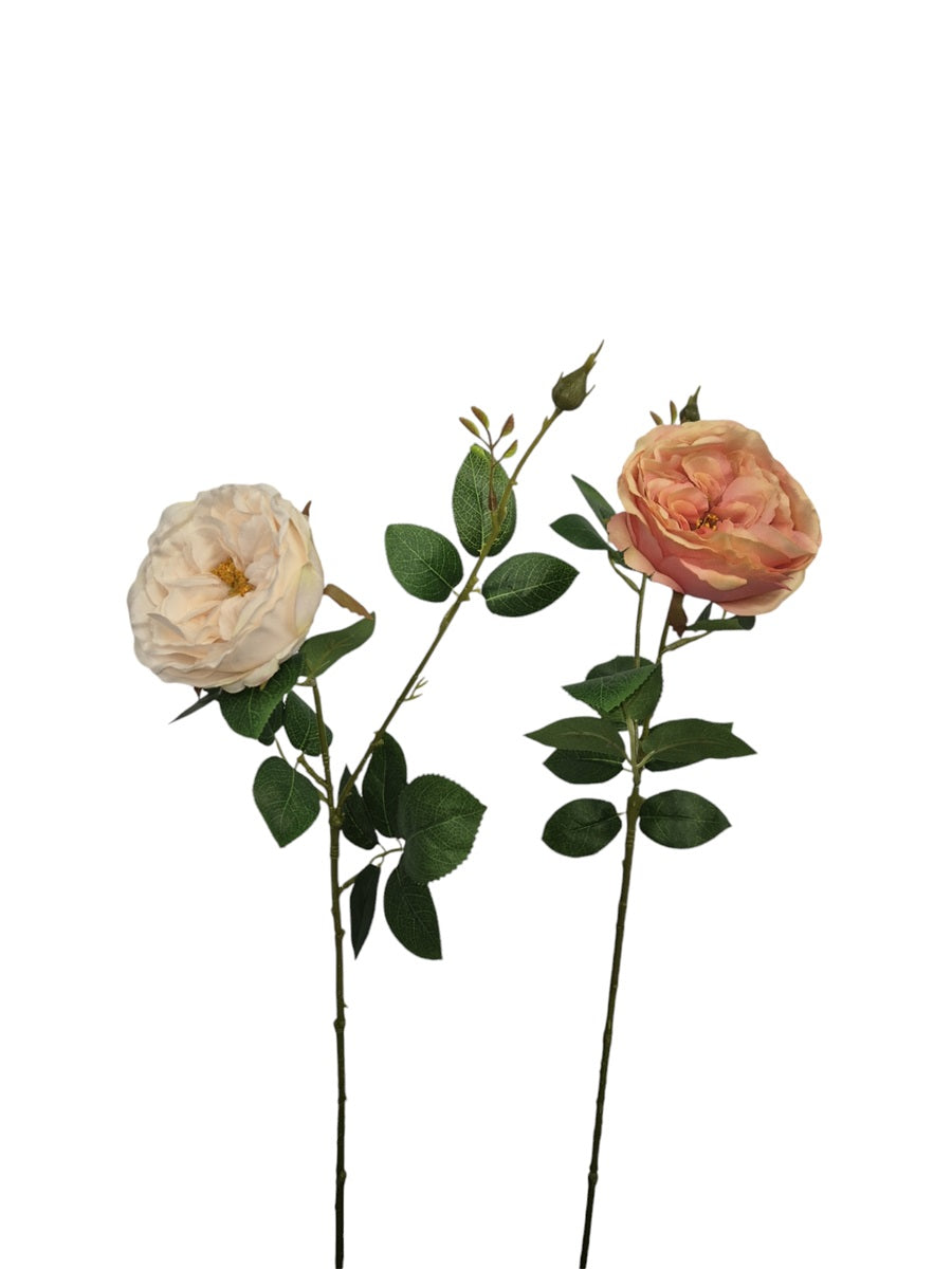 Rozen set