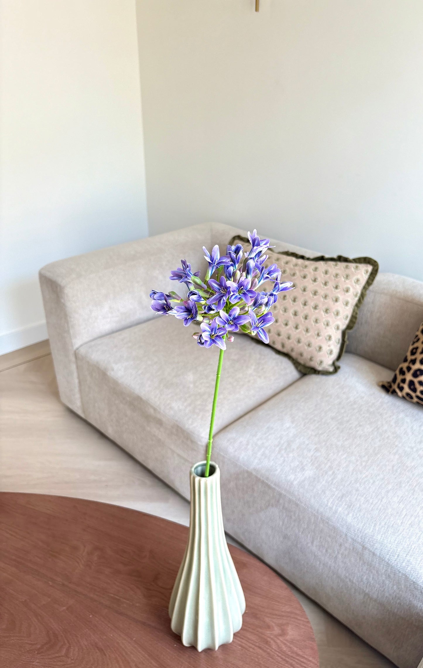 Agapanthus