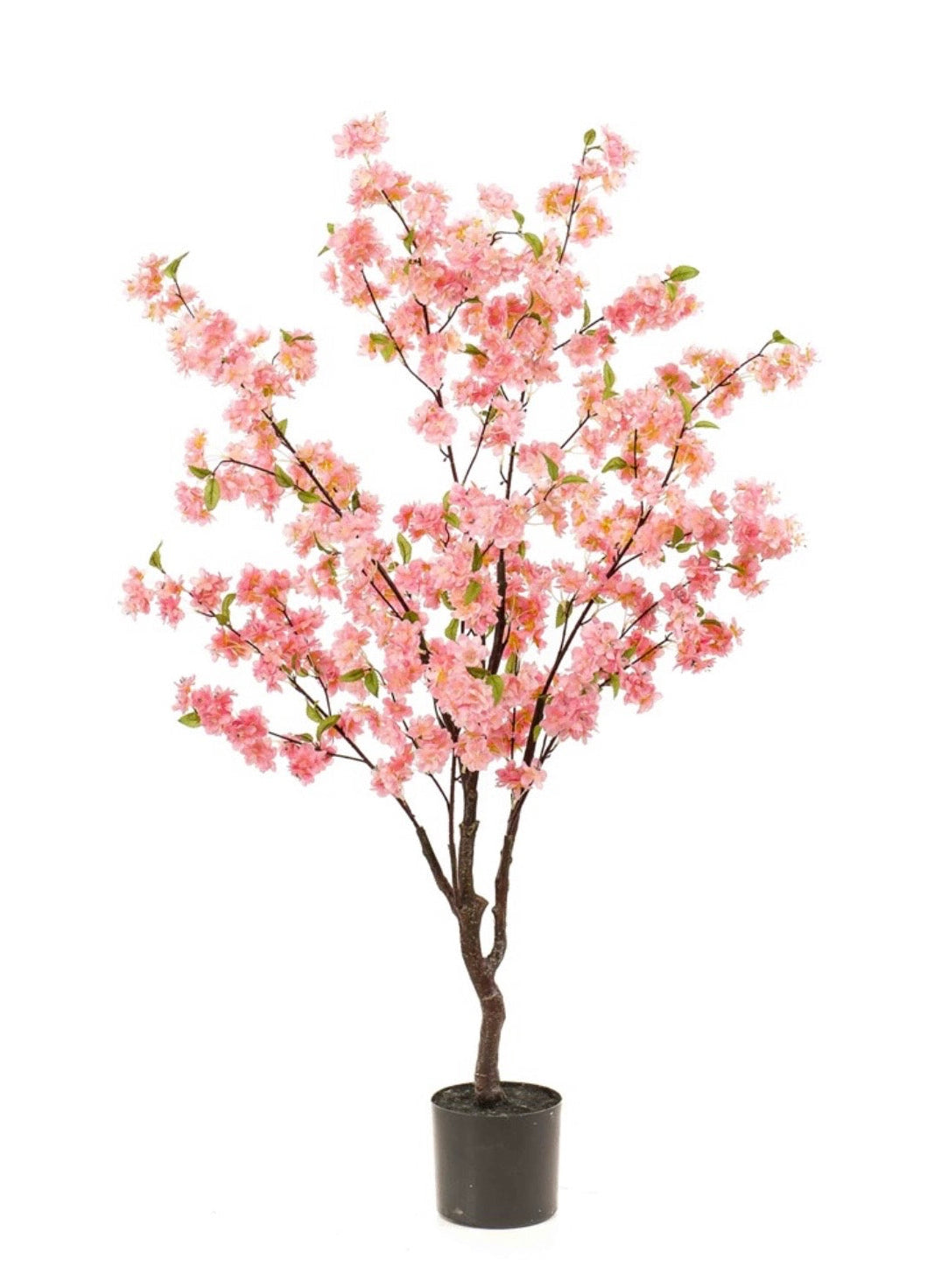 Bloesemboom
