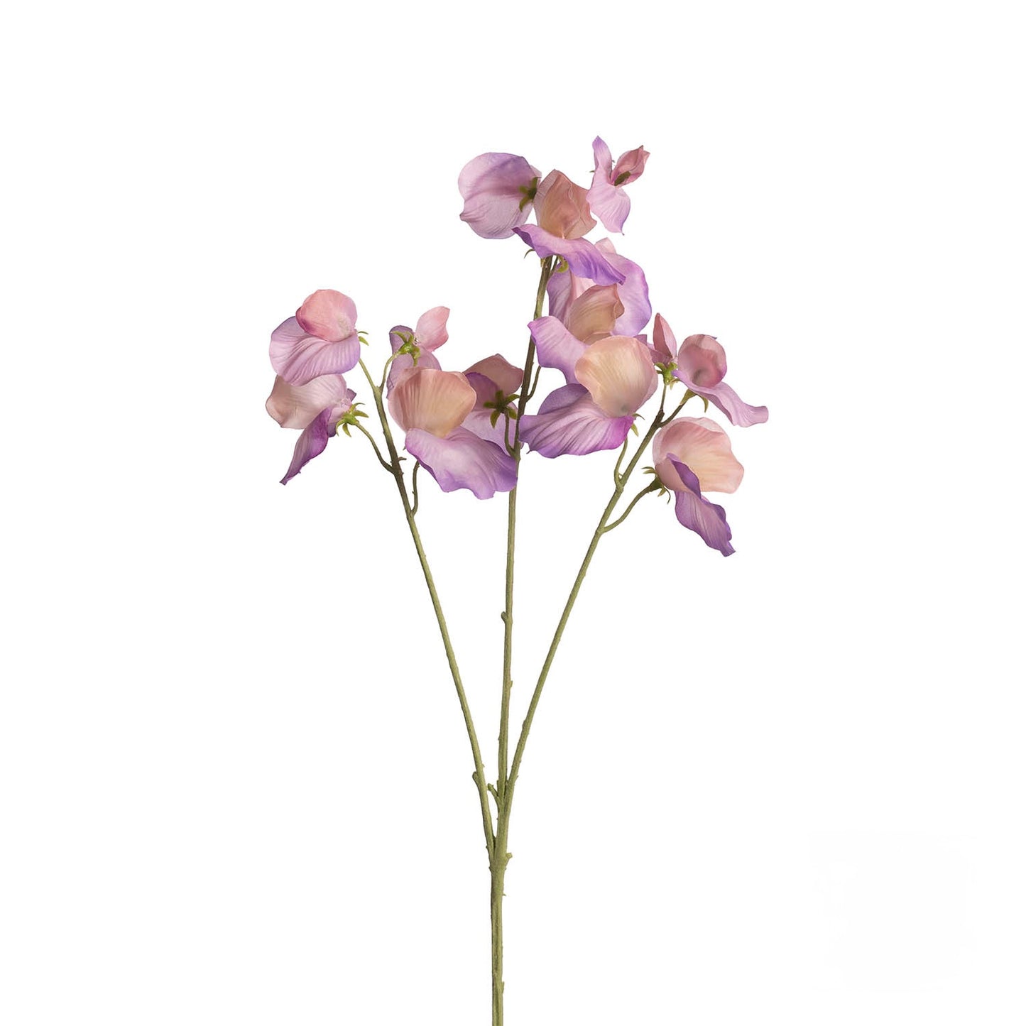 Lathyrus bloem