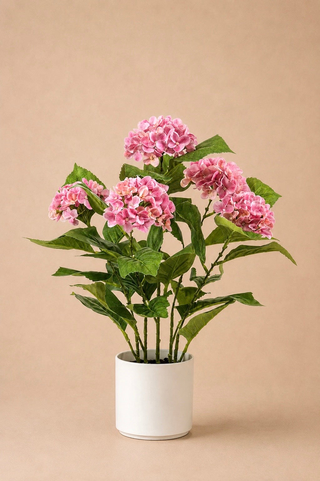 Hortensia + pot