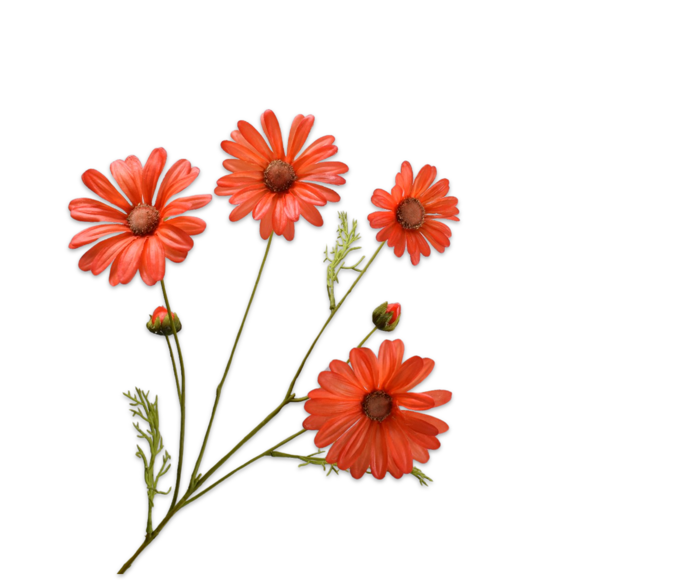 Dahlia bloem