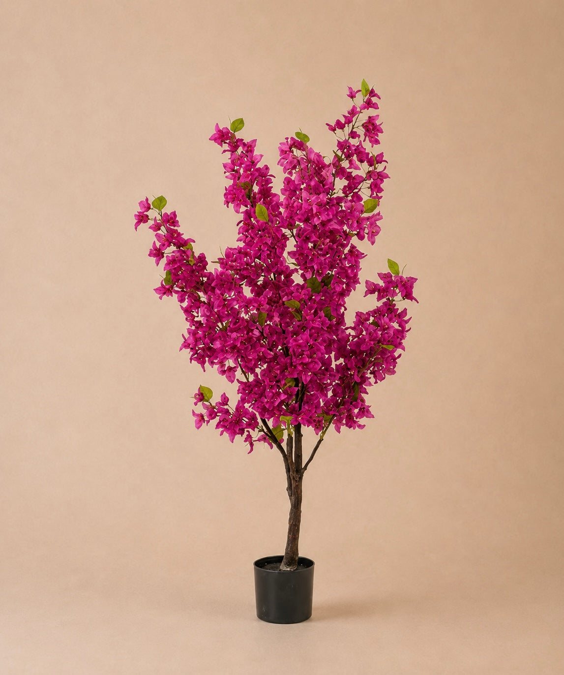 Bougainville boom