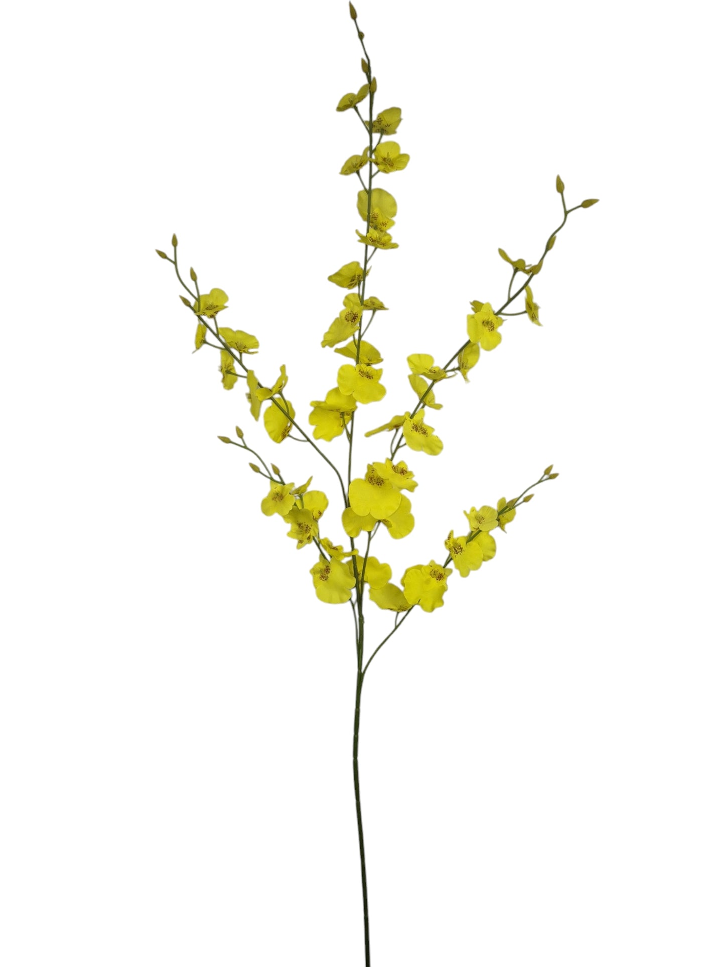 Orchidee bloem