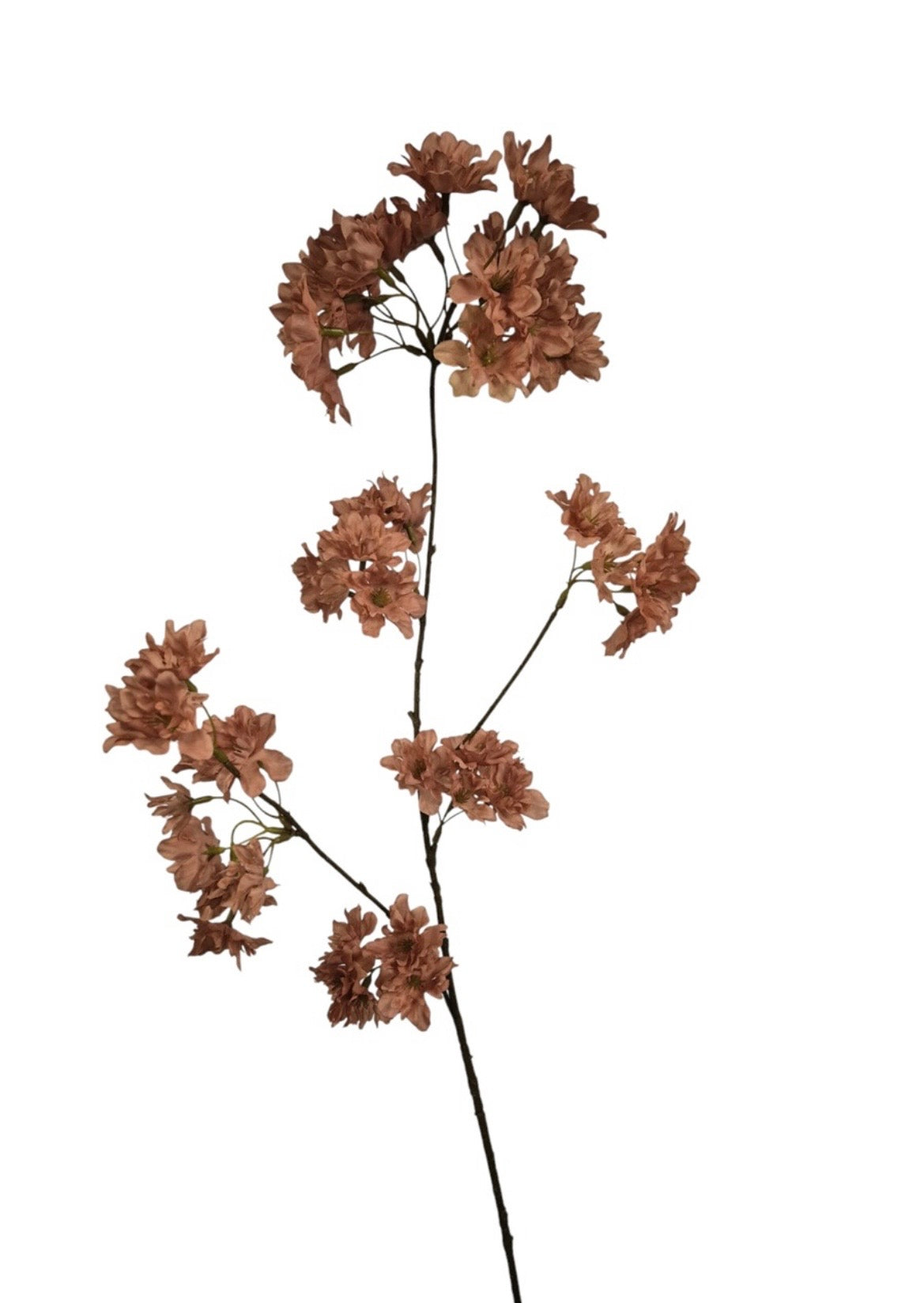 Bloesemtak