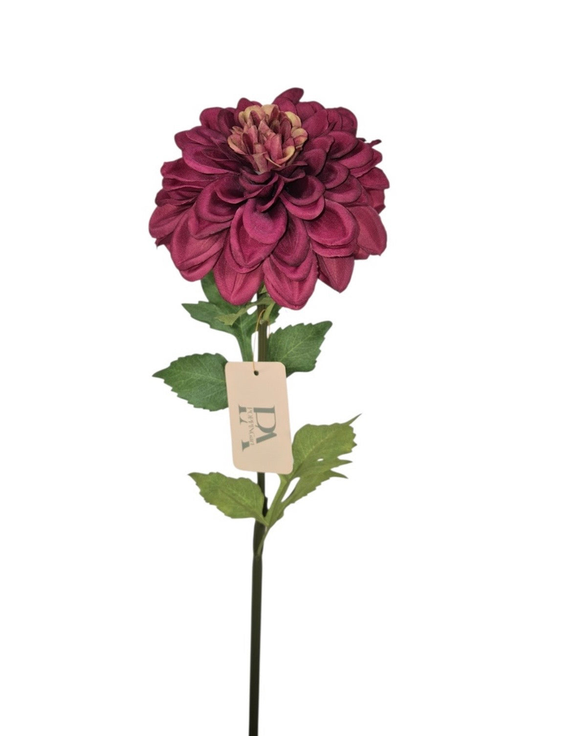 Dahlia bloem