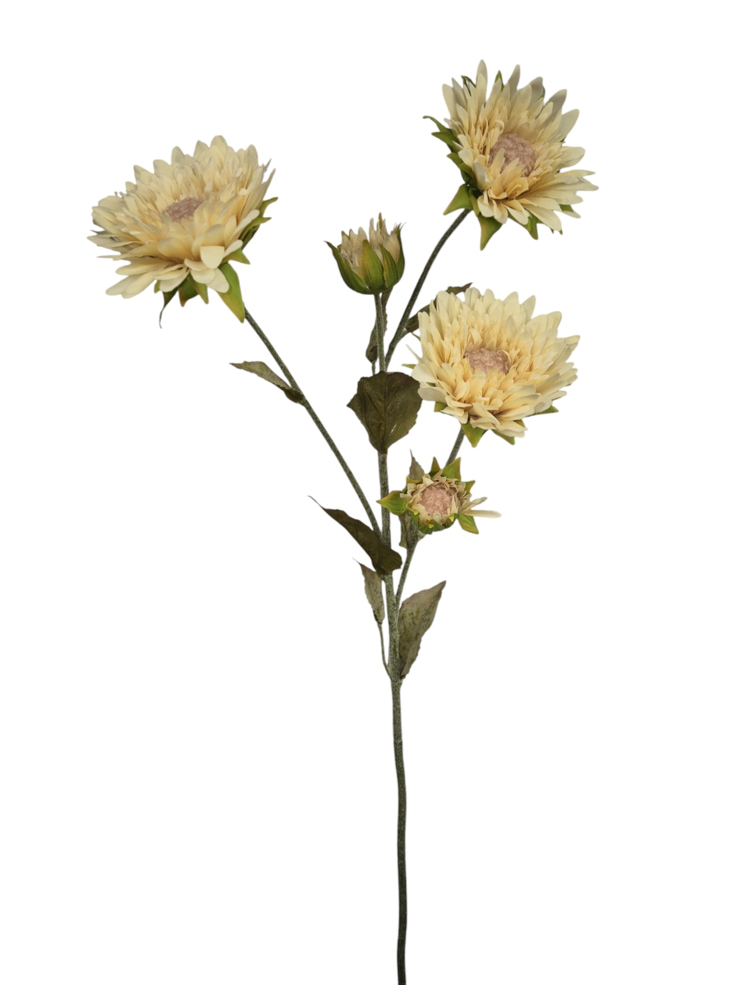 Zonnebloem