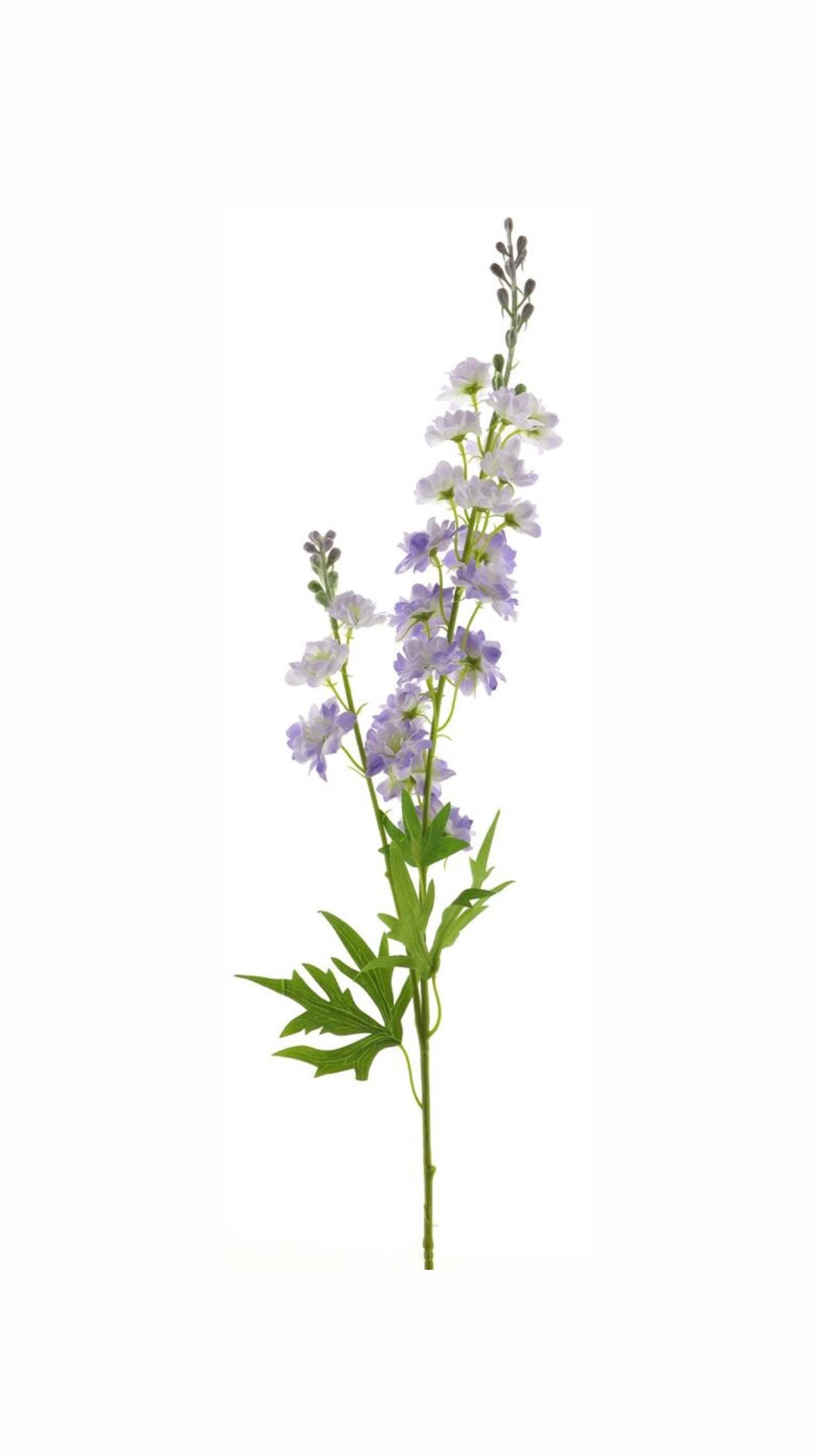 Delphinium bloem