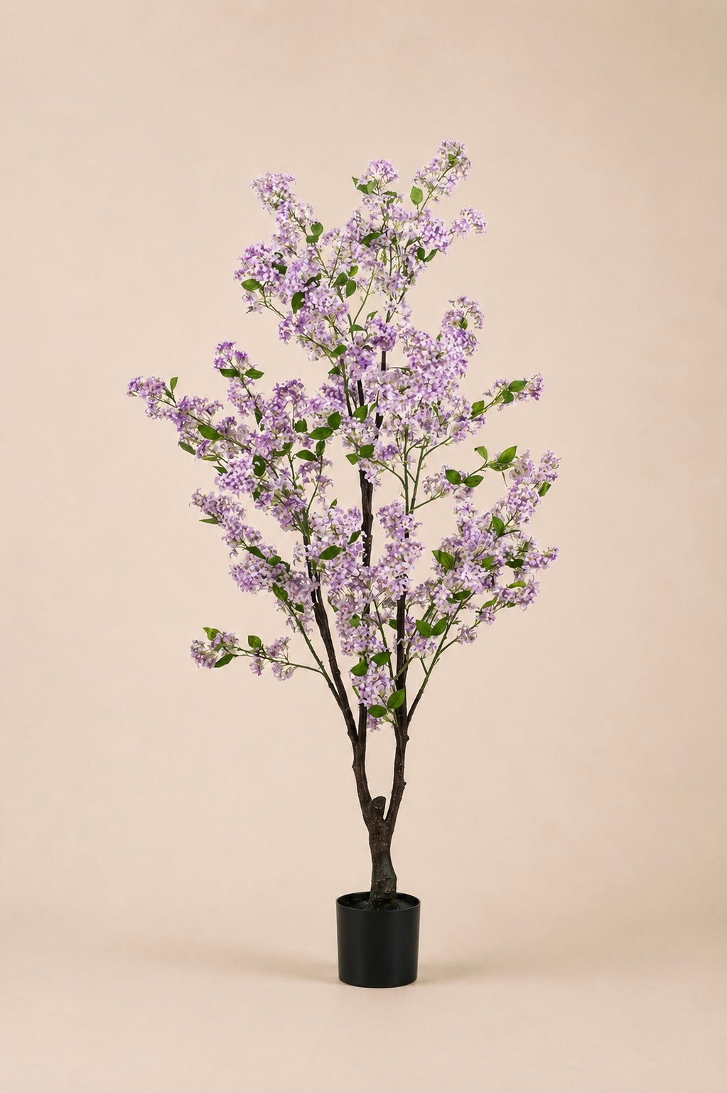 Jasmijn plant