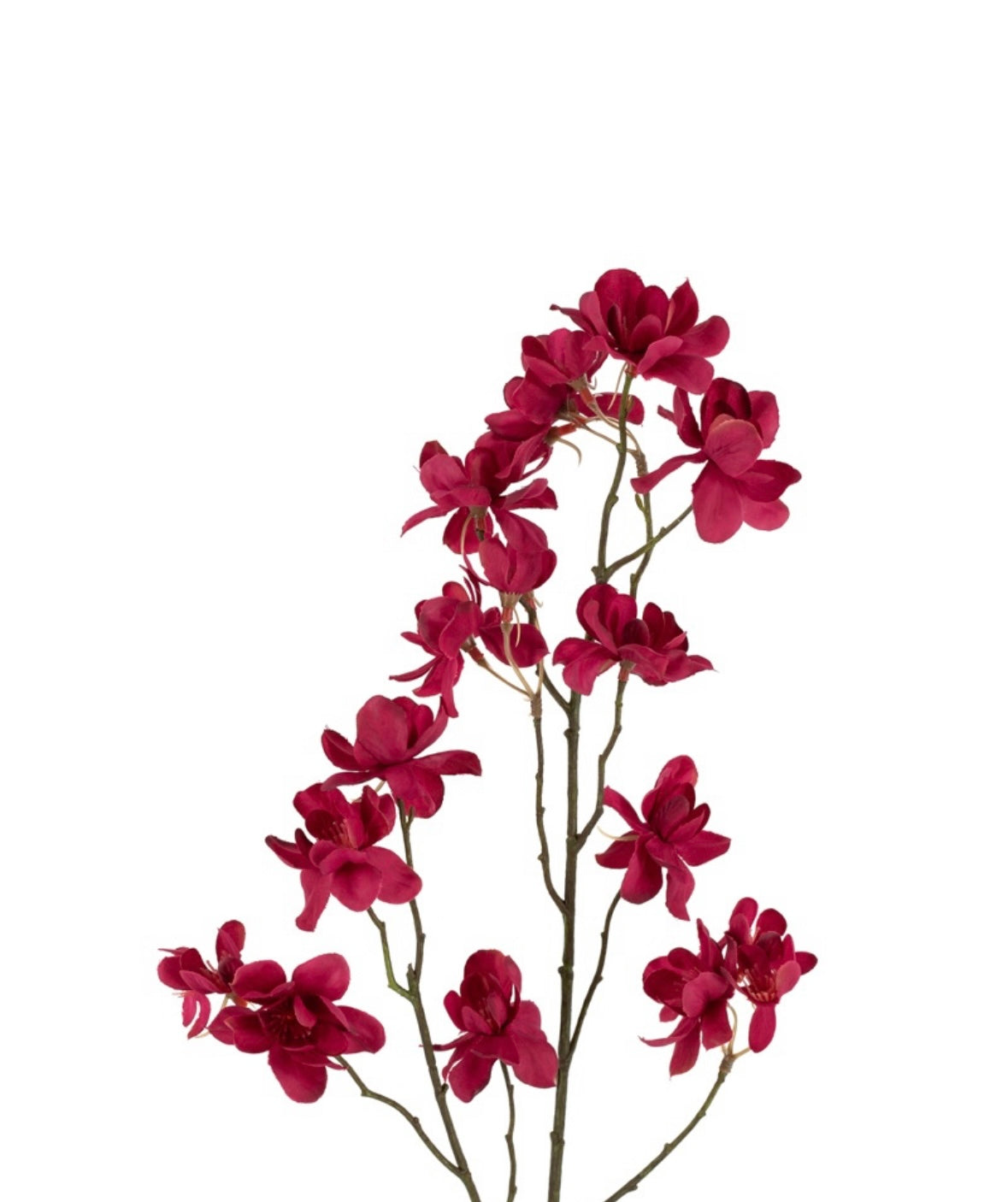 Bloesemtak