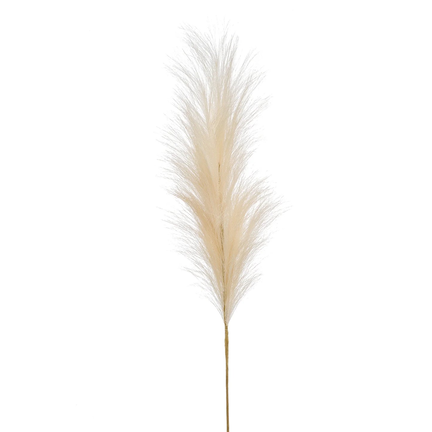 Pampas tak