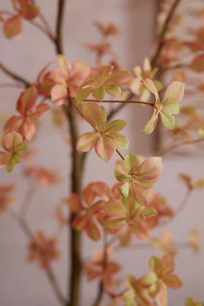 Tropaeolum boom