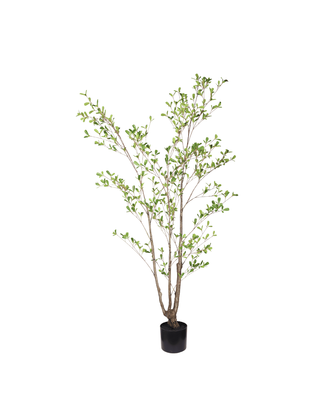Seren plant