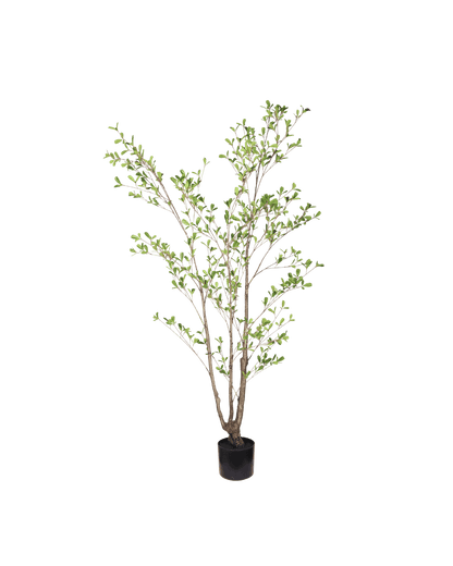 Seren plant