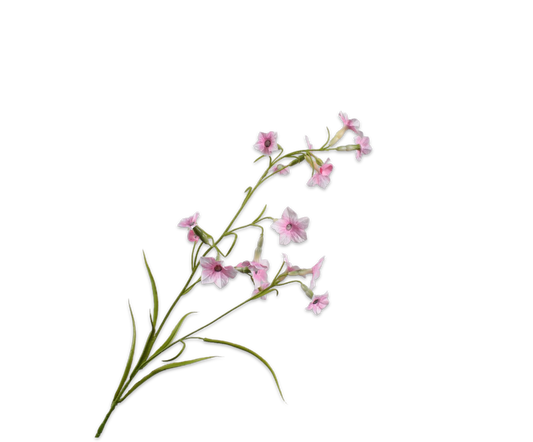 Nicotiana bloem