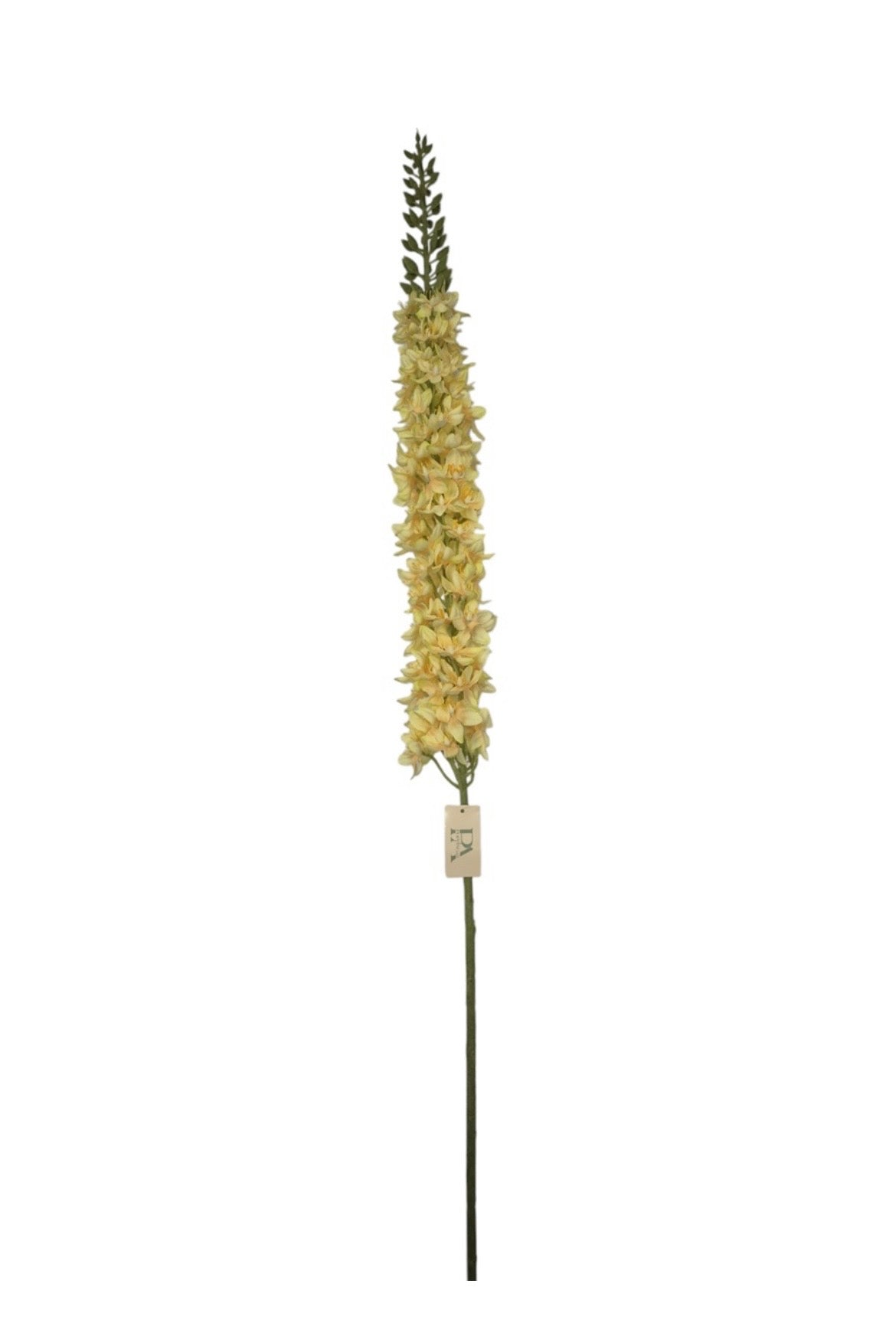 Lupinus tak