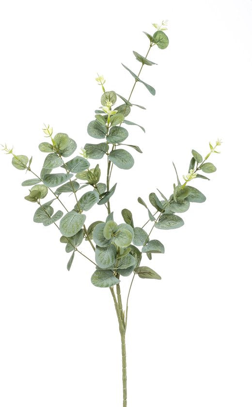Eucalyptus tak