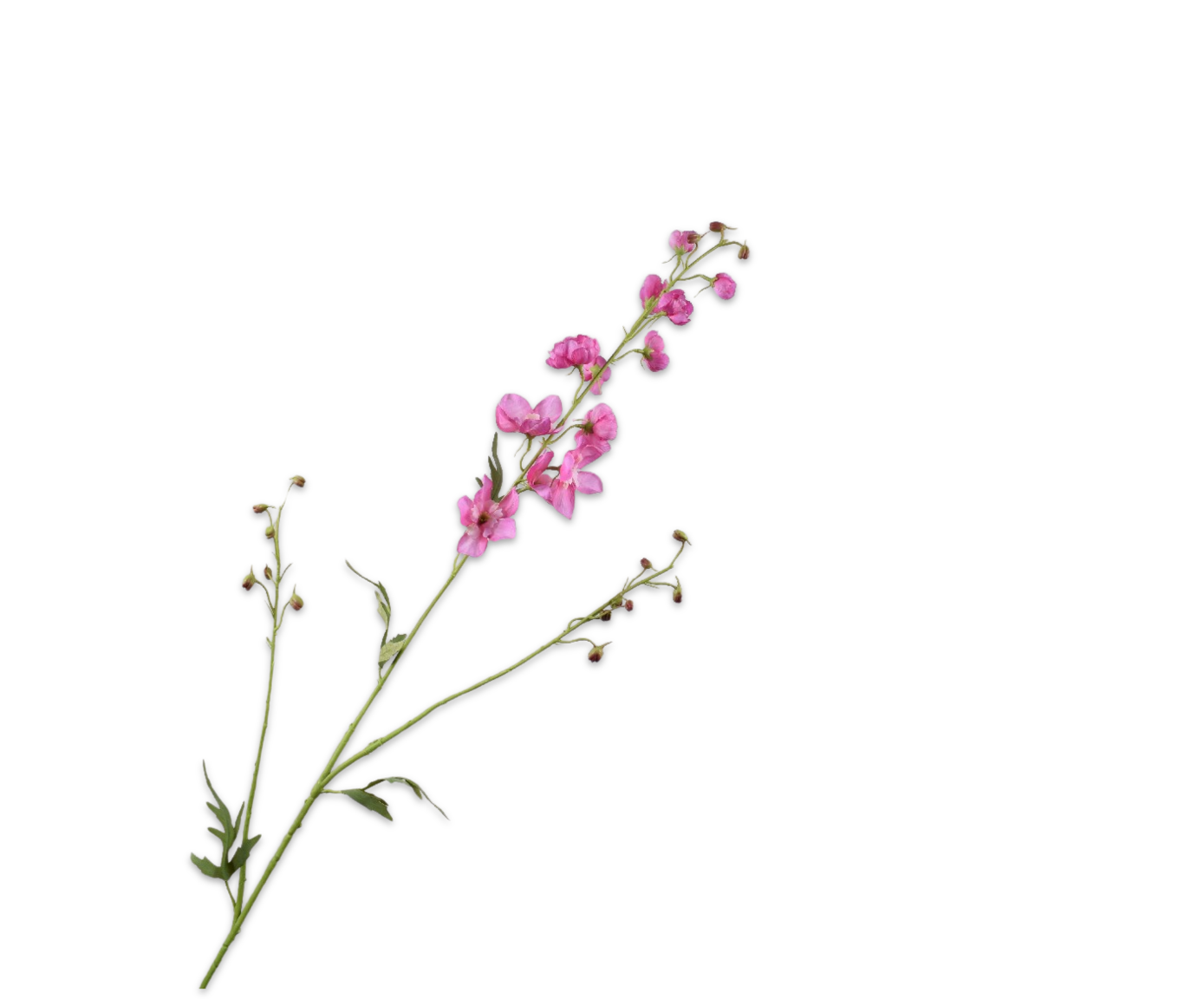 Delphinium bloem