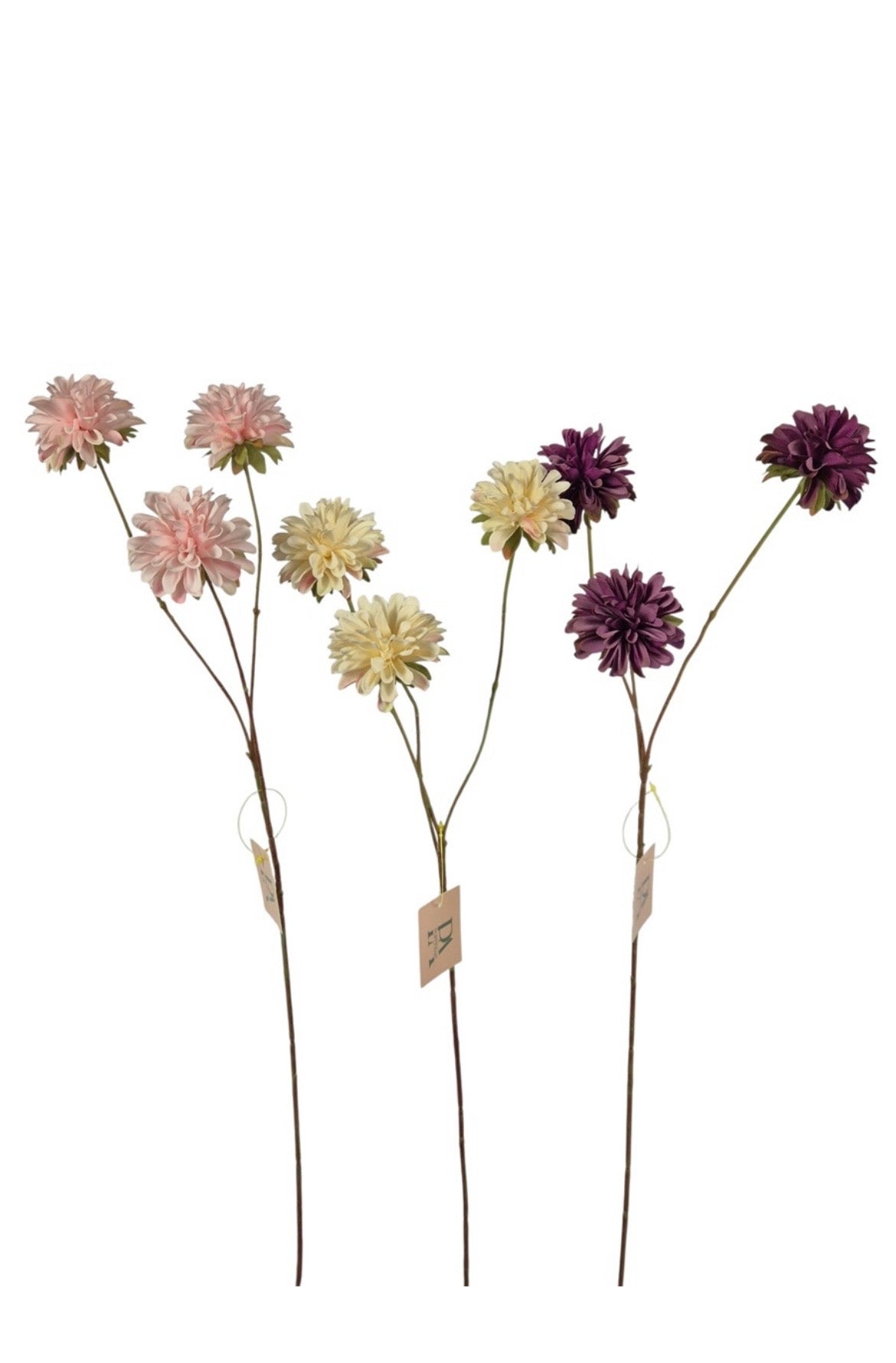 Dahlia bloem