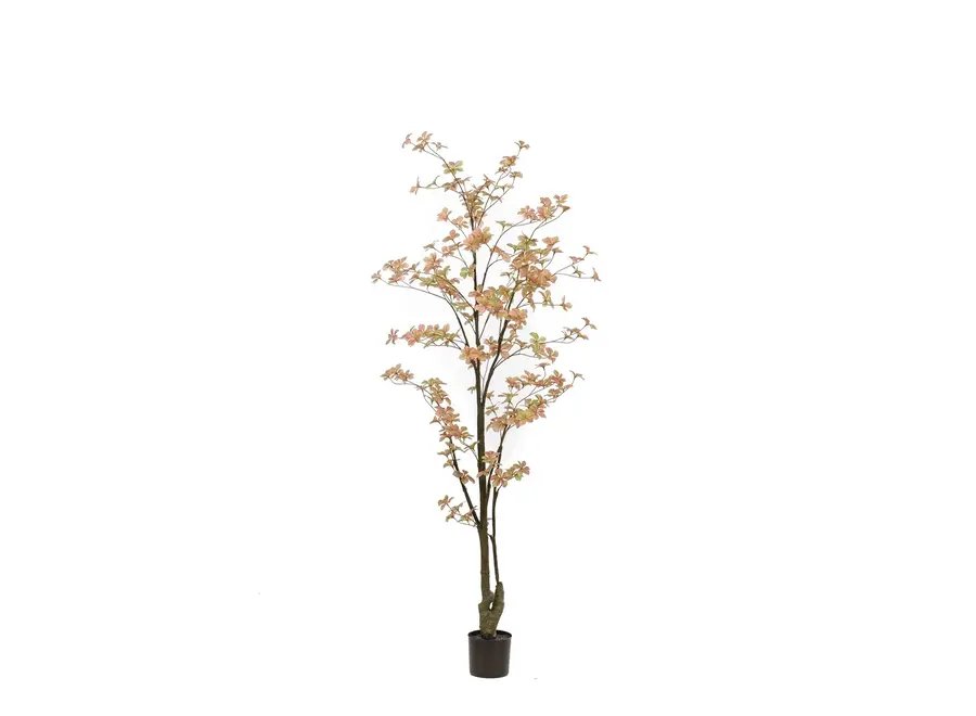 Tropaeolum boom