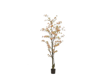 Tropaeolum boom