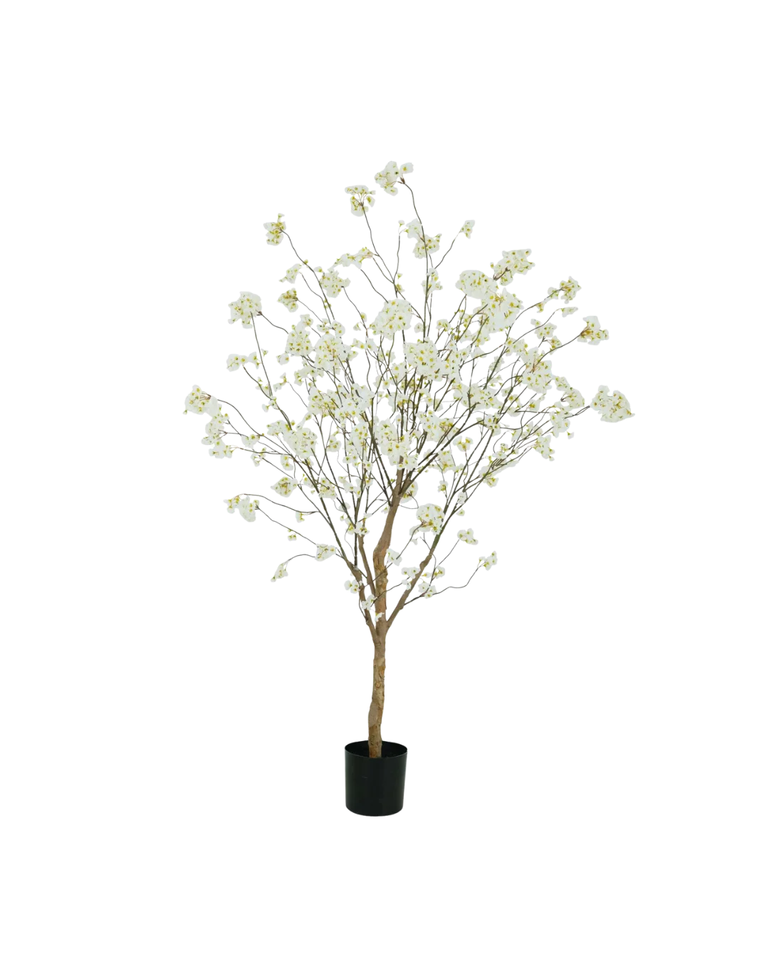 Bloesemboom