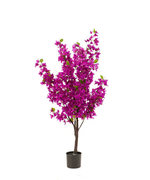 Bougainville boom