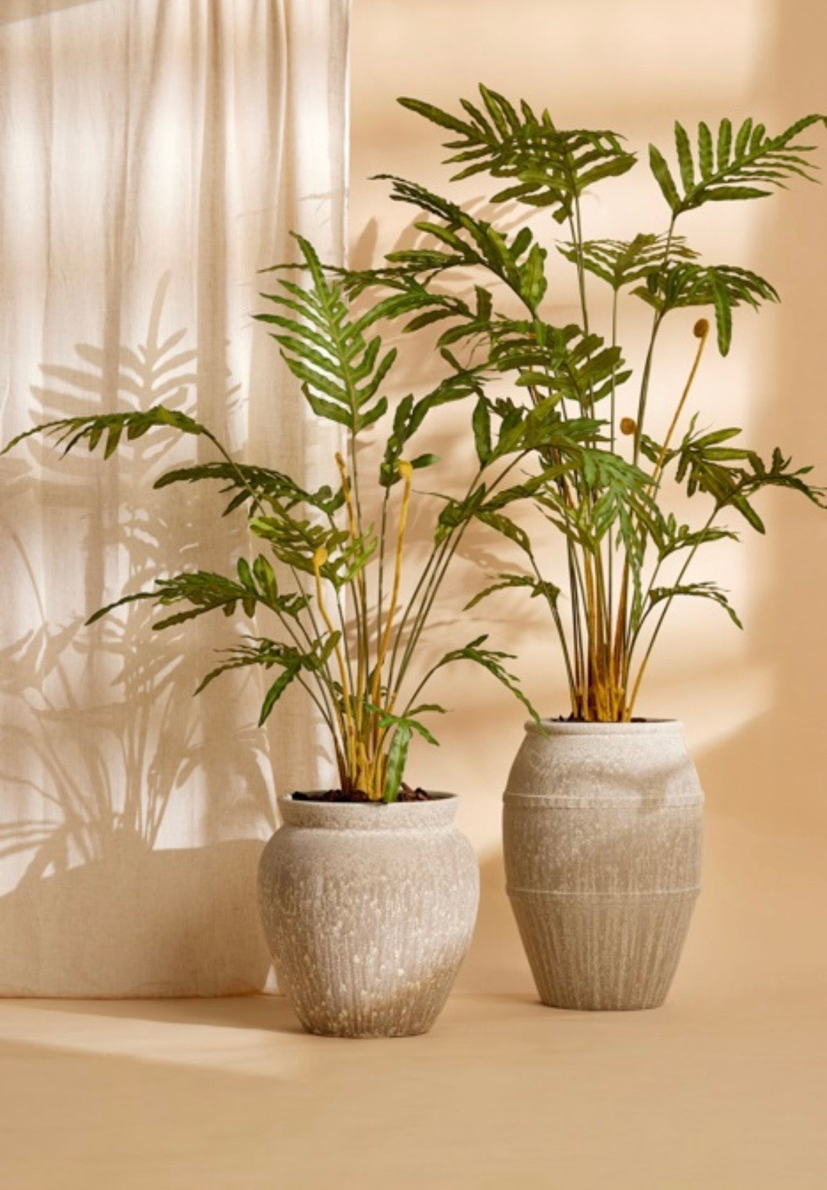 Varen plant