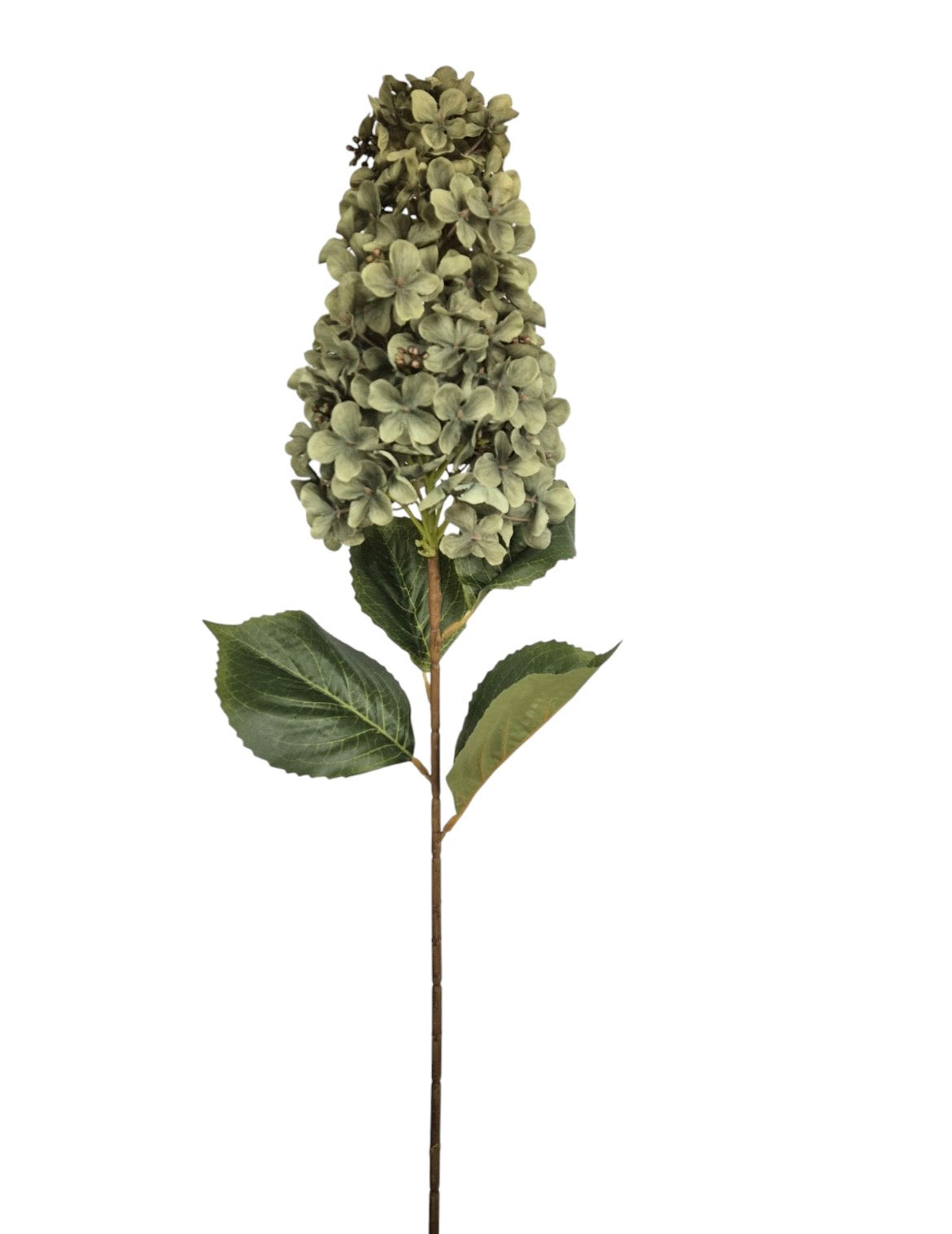 Pluimhortensia