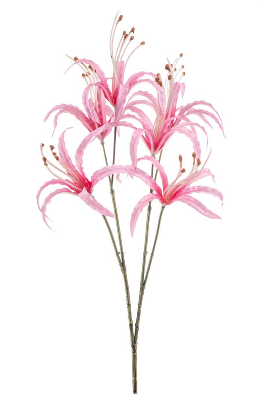 Nerine bloem