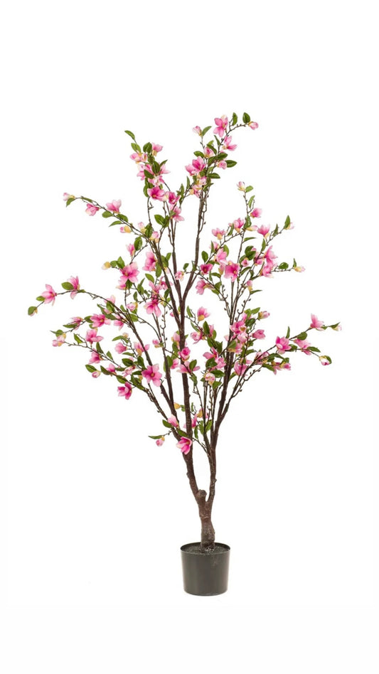 Magnolia boom