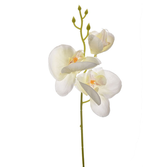 Orchidee wit
