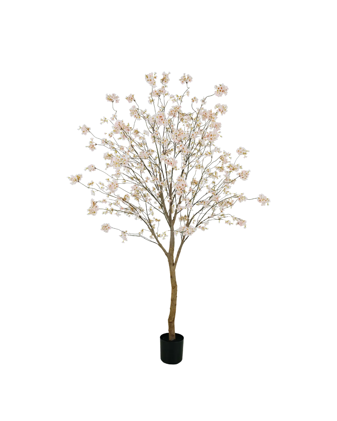 Bloesemboom