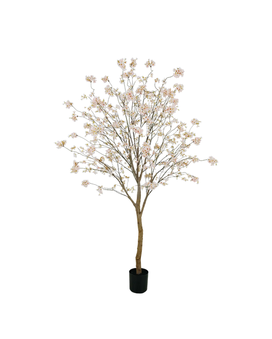 Bloesemboom