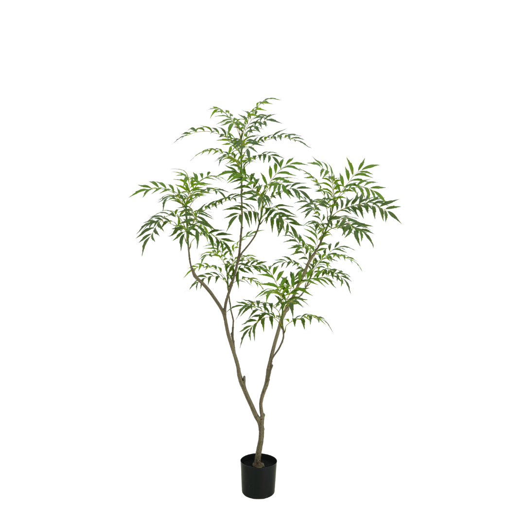 Bamboe plant