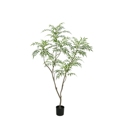 Bamboe plant