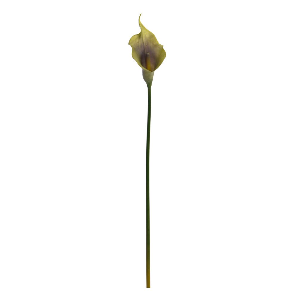 Callas green