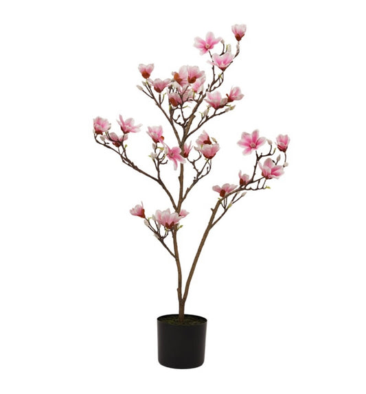 Magnolia plant