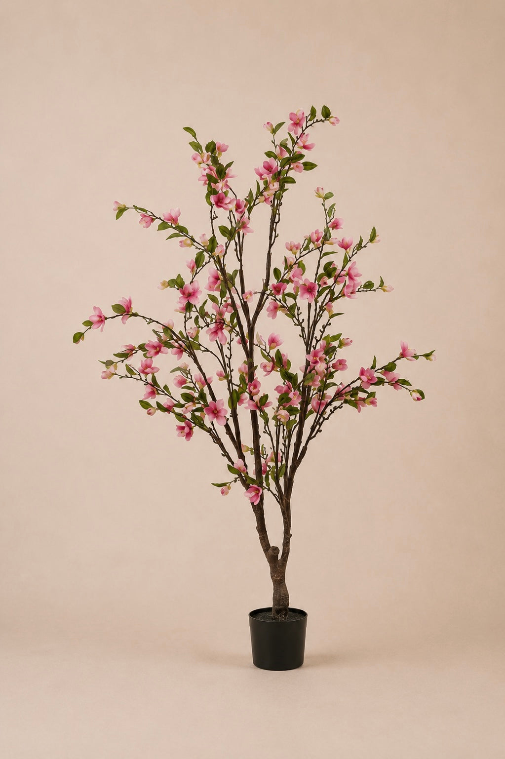 Magnolia boom