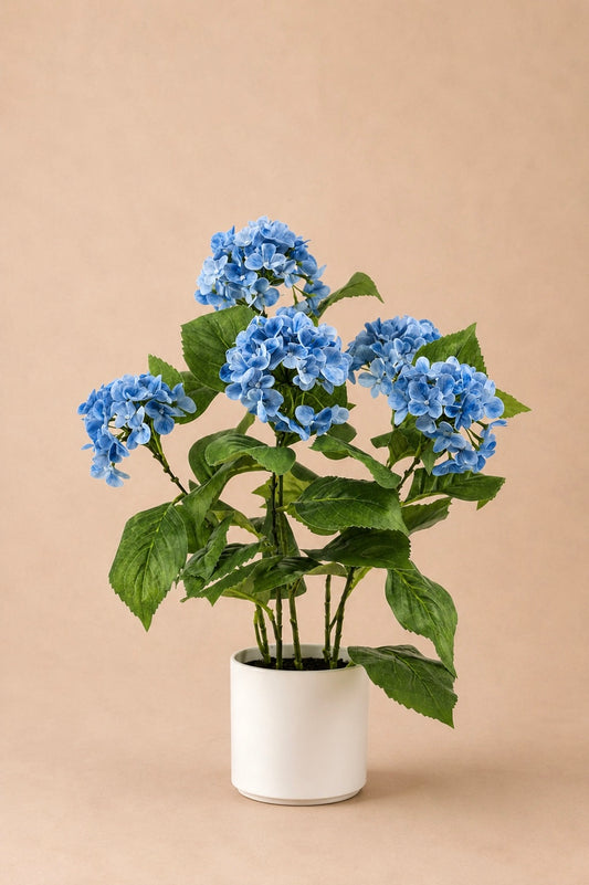 Hortensia + pot