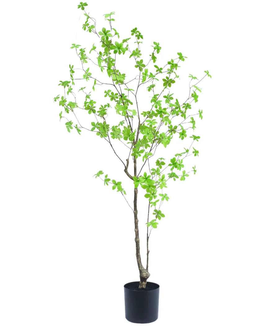 Tropaeolum plant