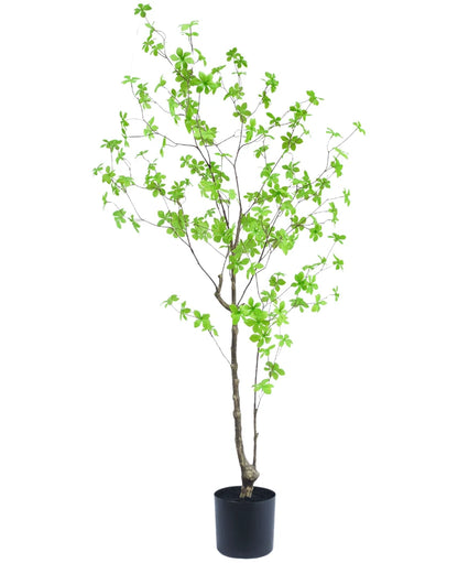 Tropaeolum plant