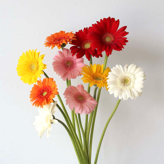 Gerbera bundel