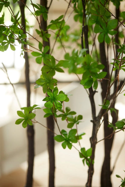Tropaeolum plant