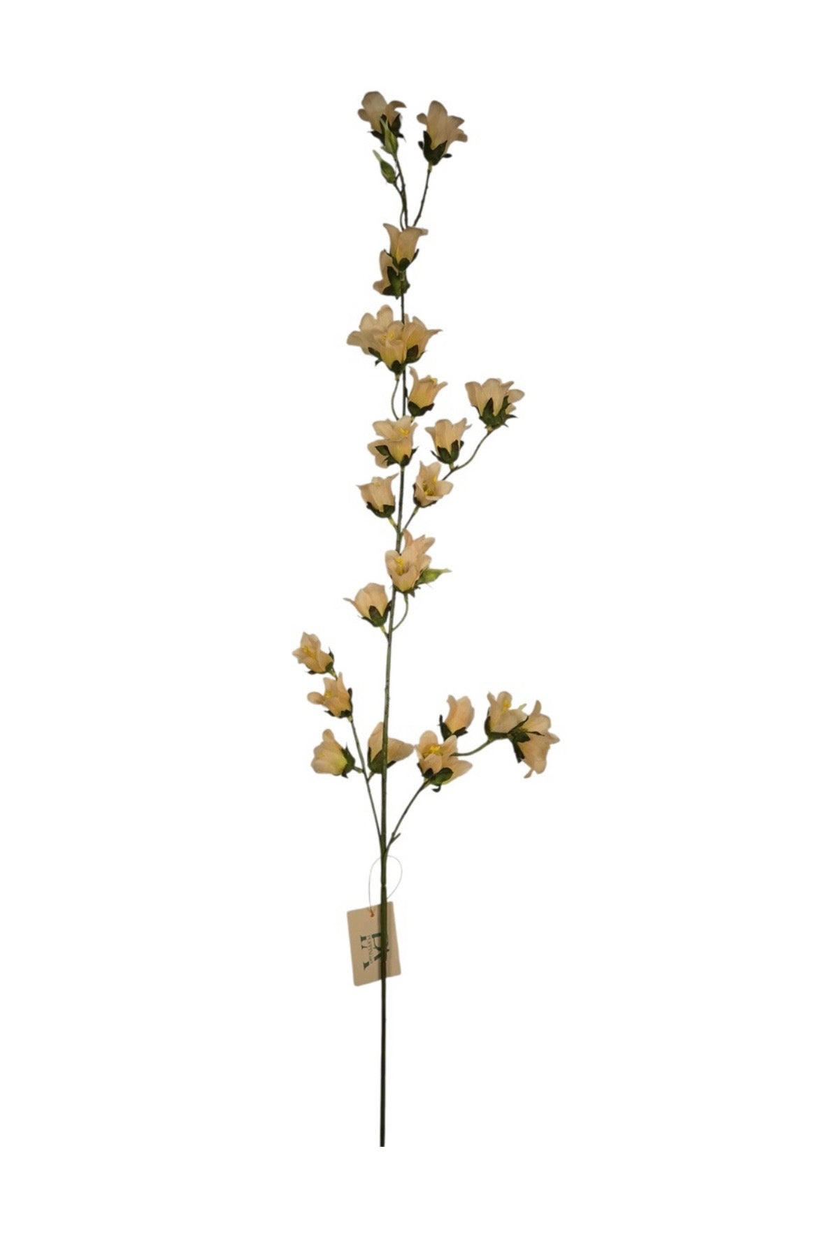 Campanula