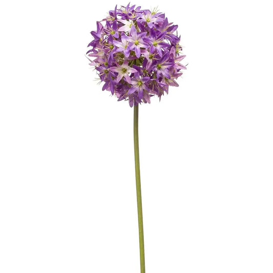 Alium bloem