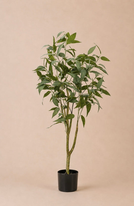 Eucalyptus plant