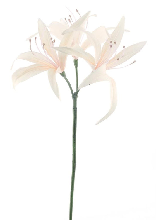 Nerine